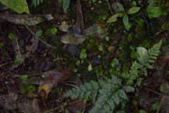Corybas iridescens