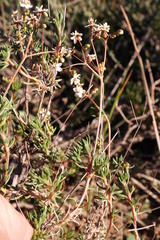 Pharnaceum aurantium