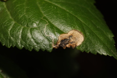 Stigmella plagicolella