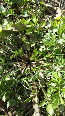 Ranunculus hispidus nitidus