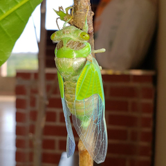 Hemisciera maculipennis