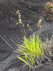 Encyclia granitica