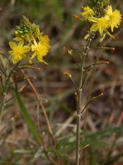 Bulbine lagopus