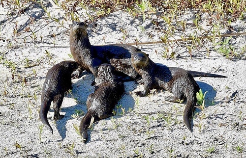 North American River Otter photographed in Florida