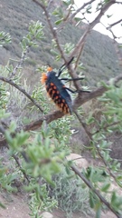 Julodis
