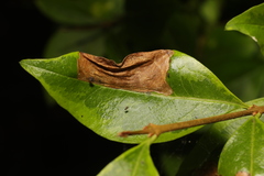 Gracillaria syringella