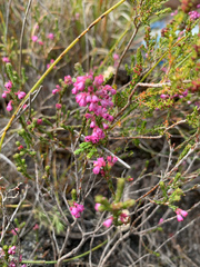 Erica gnaphaloides