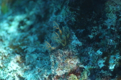 Clavelina detorta