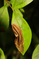 Gracillaria syringella