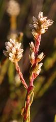 Phylica agathosmoides