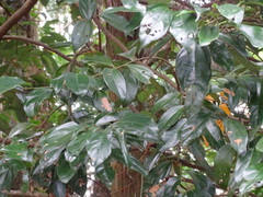 Cryptocarya chinensis