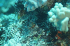 Clavelina detorta