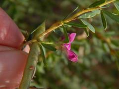 Indigofera denudata