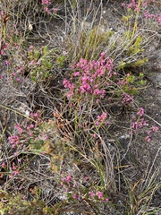 Erica gnaphaloides