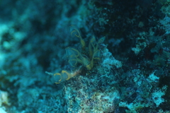 Clavelina detorta