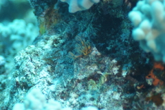 Clavelina detorta