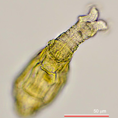 Mniobia montium