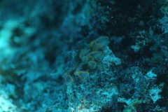 Clavelina detorta