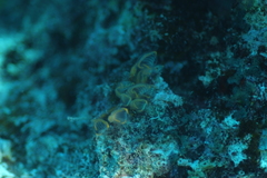 Clavelina detorta