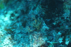 Clavelina detorta