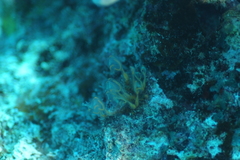 Clavelina detorta