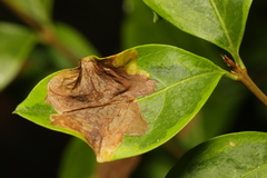 Gracillaria syringella