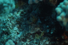 Clavelina detorta