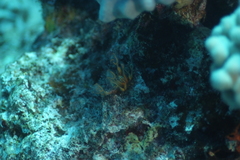 Clavelina detorta