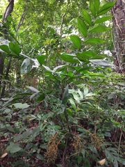 Chamaedorea oblongata