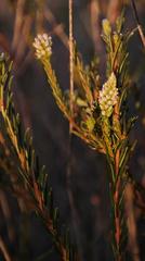 Phylica agathosmoides
