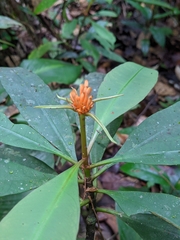 Carapichea ligularis