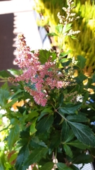 Astilbe × arendsii