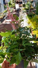 Astilbe × arendsii