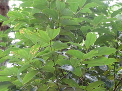 Cryptocarya chinensis