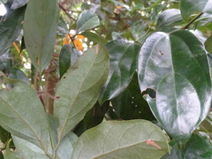Cryptocarya chinensis