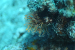 Clavelina detorta