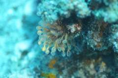 Clavelina detorta