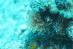 Clavelina detorta