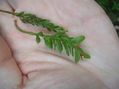 Tmesipteris lanceolata