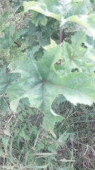 Abelmoschus esculentus