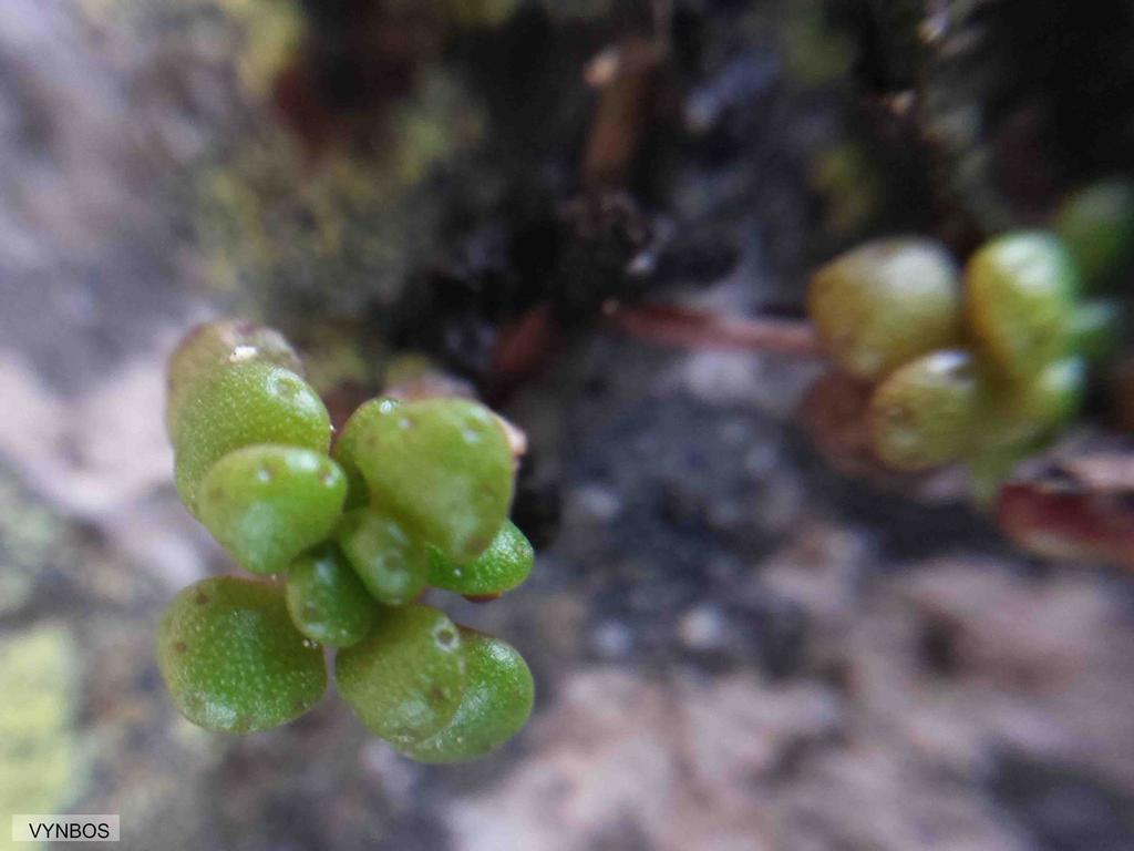 Crassula elsieae 2