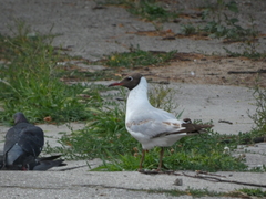 Chroicocephalus ridibundus