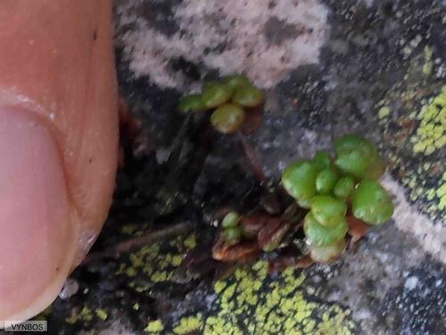 Crassula elsieae