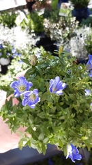 Gentiana scabra