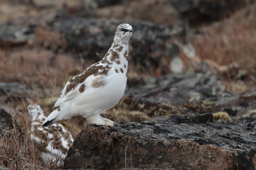 Rock Ptarmigan