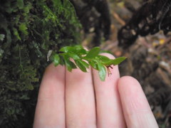 Tmesipteris lanceolata