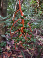 Chamaedorea oblongata
