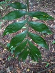 Chamaedorea oblongata