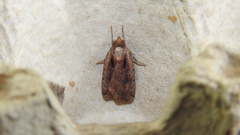 Eueretagrotis attentus