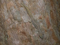 Oedura tryoni